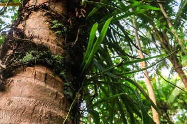 Hindistan cevizi ağacında piroz longifolia. Pyrrosia longifolia, ağaçlarda yetişen bir tür epifit eğreltiotu grubudur. Ormandaki vahşi bitkiler