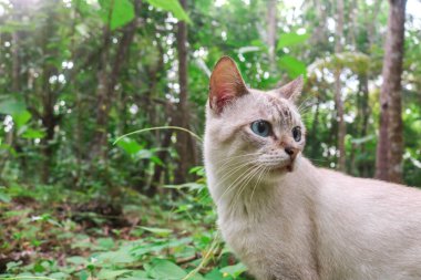 Mavi gözlü beyaz kedi doğada oyun oynuyor. Etrafa bakıyor, kediler sabahları doğaya ayak basıyor.