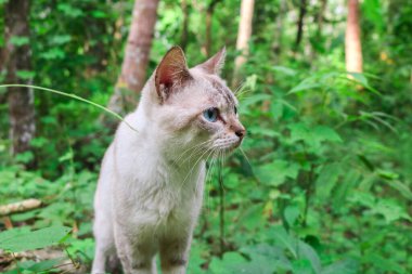 Mavi gözlü beyaz kedi doğada oyun oynuyor. Etrafa bakıyor, kediler sabahları doğaya ayak basıyor.