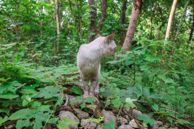 Mavi gözlü beyaz kedi doğada oyun oynuyor. Etrafa bakıyor, kediler sabahları doğaya ayak basıyor.