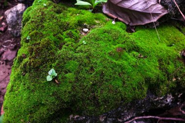 Kayanın üzerinde güzel yeşil yosunlar. Duvar kağıdı için güzel yosun arkaplanı