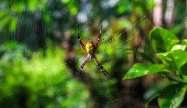 Argiope appensa ya da muz örümceği ağırlıklı olarak sarı ve kahverengi bir ağ ile kaplıdır. Ağ üzerinde güneş ışığıyla büyük bir örümcek
