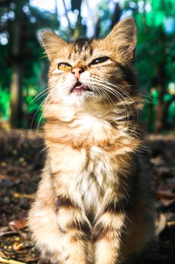 Yumuşak kahverengi bir kedi yavrusu bahçede oturur ve kameraya poz verir. Bahçede oturan Maine Rakun Kedisi 'ni kapatın.