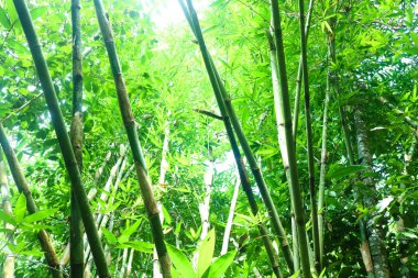 Büyük bambu ağaçları olan orman, Asya 'daki orman atmosferi ağaçlar ve güneş ışığı olan Endonezya