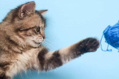 Fluffy Maine Rakun Kedisi kameraya bakarken mavi arka planda duruyor. Kahverengi uzun saçlı kedinin, mavi arka planda kopyalanmış bir şekilde elini kaldırması..