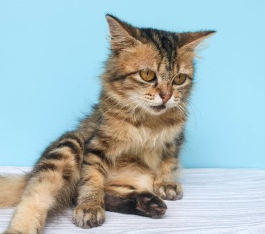 Fluffy Maine Rakun Kedisi kameraya bakarken mavi arka planda duruyor. Uzun bir saçın başını kapat.