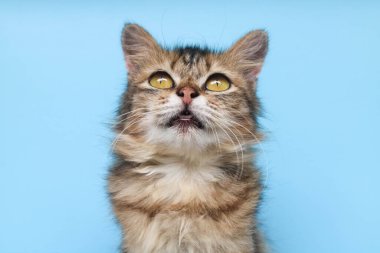 Fluffy Maine Rakun Kedisi kameraya bakarken mavi arka planda duruyor. Uzun tüylü kahverengi bir kedinin kafasını kapatın ve mavi arkaplanda kopyalanmış boşluğa bakın..