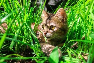 Kahverengi bir kedinin öğleden sonra güneşli Zephyranthes grandiflora otları arasında oynaması. Kediler çiçeklerle ve otlarla dolu bir bahçede oynarlar.