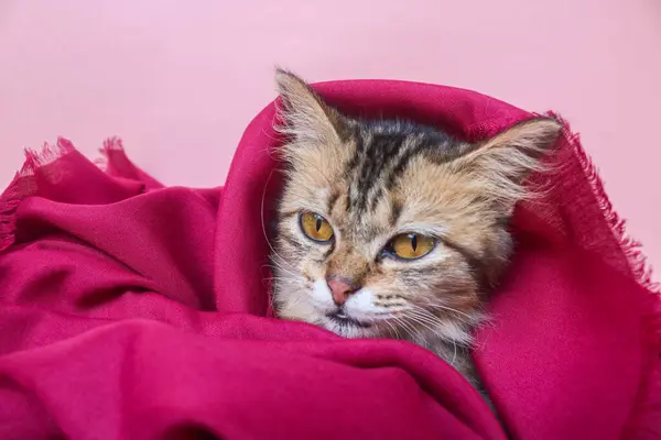 Kahverengi maine rakunu kedi yavrusu pembe bir sırt çantasının üzerinde kırmızı bir battaniyenin üzerinde uyuyor. Kedi kırmızı kumaşın içinde saklanıyor.