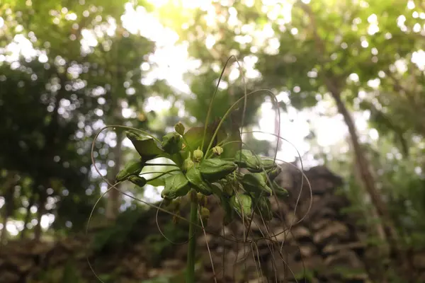 stock image Tacca leontopetaloides is a bulbous plant belonging to the Dioscoreaceae family. Wild plants in the forest