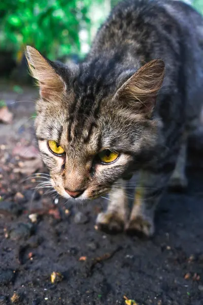 Tüylü kahverengi kedi bahçede oturuyor ve kameranın önünde poz veriyor. Bahçede oturan tekir kediyi kapat ve önüne bak.