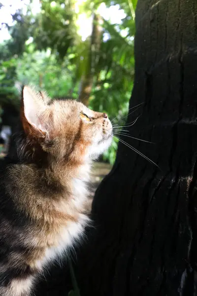 Kahverengi kedi yavrusu yukarı bakarken ağacın altında oynuyor. Bahçedeki estetik fotoğrafta oynayan yumuşacık kedi yavrusunu kapat.