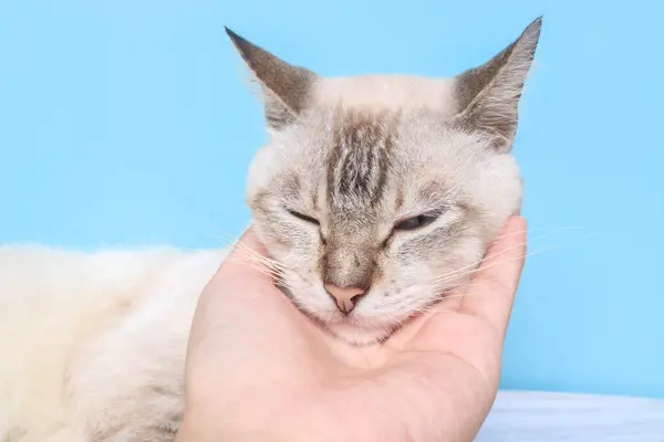 Mavi arka planda beyaz kedi kafası var. Mavi arkaplanda kopya alanı ile izole edilmiş beyaz kediyi kapat.