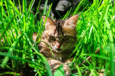 Kahverengi bir kedinin öğleden sonra güneşli Zephyranthes grandiflora otları arasında oynaması. Kediler çiçeklerle ve otlarla dolu bir bahçede oynarlar.