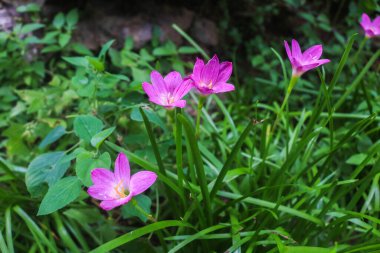 Aesthetic close up of Zephyranthes grandiflora flowers or Zephyranthes minuta, Fairy Lily, Rain Lily, Zephyr Flower in the garden. Purple wild lilies grow wild in the yard clipart