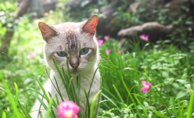 Beyaz bir kedinin öğleden sonra güneşli Zephyranthes grandiflora otları arasında oynadığı sahne. Kediler çiçeklerle ve otlarla dolu bir bahçede oynarlar.