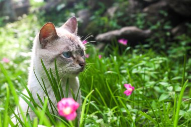 Beyaz bir kedinin öğleden sonra güneşli Zephyranthes grandiflora otları arasında oynadığı sahne. Kediler çiçeklerle ve otlarla dolu bir bahçede oynarlar.