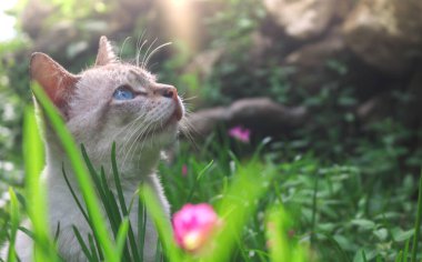 Beyaz kedinin estetik pozu, öğleden sonra güneşli Zambak Zephyranthes ihtişamlı çimen bitkilerine bakıyor. Kediler çiçeklerle ve otlarla dolu bir bahçede oynarlar.