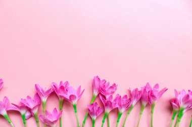 Pembe zambak buketinin, izole edilmiş pembe arka planda, kopyalanmış fotoğrafı. Pembe düzlükte bahar çiçekleri vardı. Tebrik kartı, tatil konsepti. Zephyranthes görkemli çiçek