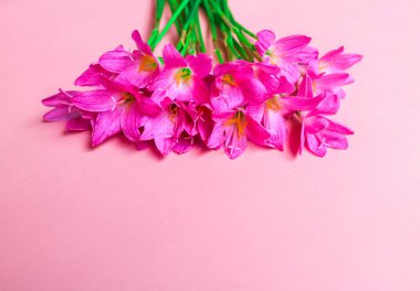 Top view photo of bouquet of pink lilies on isolated pink background with copyspace. Spring flowers on pink flat lay. Greeting card, holidays concept. Zephyranthes grandiflora flower clipart