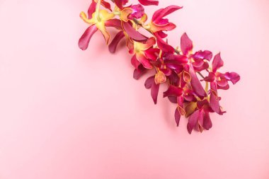 Dendrobium yaşlı orkidesi, kırmızı ve sarı çiçeklerle çiçekleniyor. Pembe arka planda izole edilmiş, boşluk var.