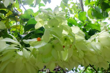 Mussaenda eritrofili ağacı bahçedeki beyaz sarı çiçeklerle dolu. Mussaenda bitkisel çalısı Batı Afrika 'ya özgüdür..