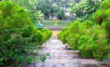 Süs bitkilerinin olduğu bir bahçe. Altın sahte aralia, Euodia ridleyi süs bitkisi. Euodia lunuankenda, Euodia makrocarpa, Euodia robusta