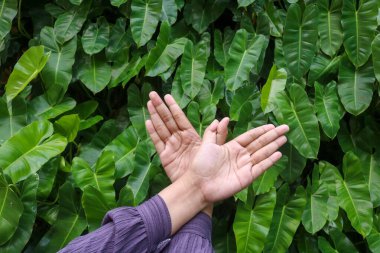 Hands posing in front of the ornamental plant Burle Marx philodendron (Philodendron imbe) the tropical foliage plant attached to the wall. clipart