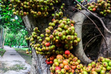 Ficus racemosa, Moraceae familyasından bir bitki türü. Bir ağaç gövdesine bağlanmış kırmızı ve yeşil Ficus racemosa meyvesine yaklaş