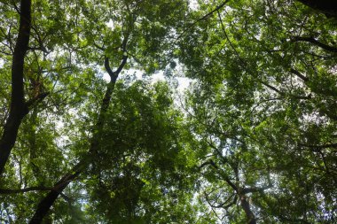 Samanea saman 'ın geniş manzarası veya şehir parkını gölgeleyen dalları olan gür titreme ağacı..