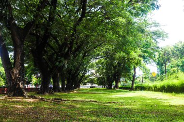Samanea saman 'ın geniş manzarası veya şehir parkını gölgeleyen dalları olan gür titreme ağacı..