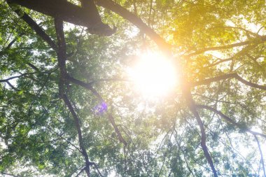 Büyük Samanea saman manzarası ya da bereketli titreme ağacı şehir parkının güneş ışığıyla aydınlatılan birçok dalını gölgeliyor.