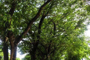 Samanea saman 'ın geniş manzarası veya şehir parkını gölgeleyen dalları olan gür titreme ağacı..