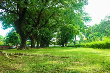 Samanea saman 'ın geniş manzarası veya şehir parkını gölgeleyen dalları olan gür titreme ağacı..