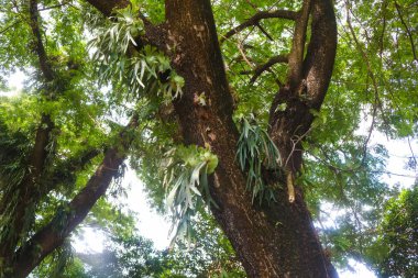 view of the large Samanea saman or lush trembesi tree with many branches shading the city park covered with ferns clipart