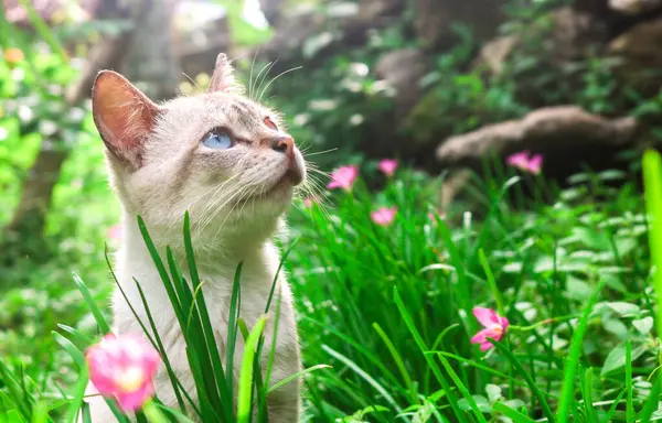 Beyaz kedinin estetik pozu, öğleden sonra güneşli Zambak Zephyranthes ihtişamlı çimen bitkilerine bakıyor. Kediler çiçeklerle ve otlarla dolu bir bahçede oynarlar.