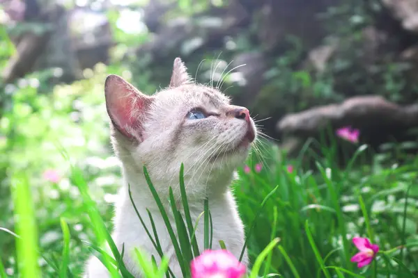 Beyaz kedinin estetik pozu, öğleden sonra güneşli Zambak Zephyranthes ihtişamlı çimen bitkilerine bakıyor. Kediler çiçeklerle ve otlarla dolu bir bahçede oynarlar.