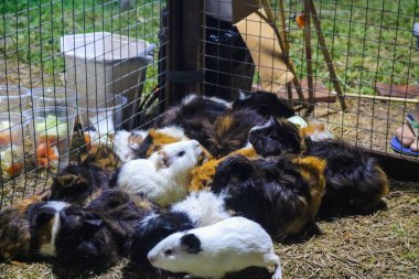 Bir grup renkli dağ sıçanı otlara karışıp otları kemiriyor, çeşitli kürk desenleri ve renkleri açık bir alanda sergiliyor..