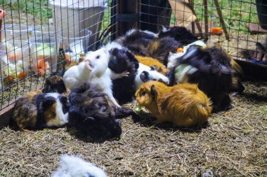 Bir grup renkli dağ sıçanı otlara karışıp otları kemiriyor, çeşitli kürk desenleri ve renkleri açık bir alanda sergiliyor..