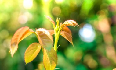 Pembe gül tomurcukları henüz açmadı. Güneş ışığı ve bulanık arkaplan ile sabah kızıl taze yapraklarla.