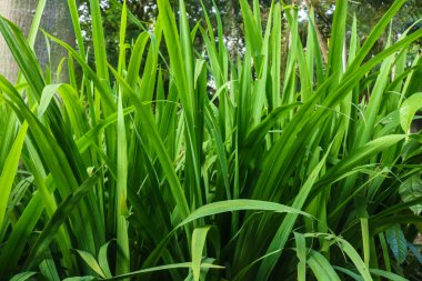 Bahçedeki yemyeşil sarı iris çiçeklerine yakın.