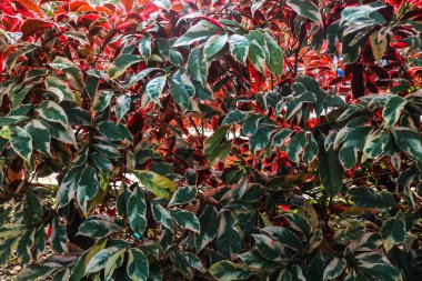 Bahçedeki yemyeşil Excoecaria cochinensis cinsi Excoecaria çiçek bitkisine yakın.