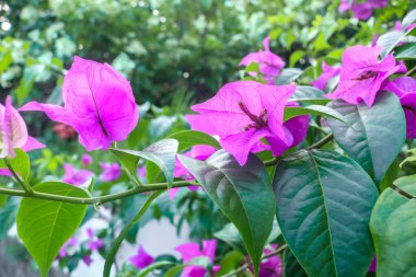 Bahçesi mor Bougainvillea spektabilis süs bitkileriyle ve Mussaenda eritrophylla ağacıyla dolu beyaz çiçeklerle dolu..