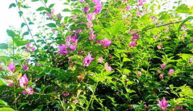 Bahçesi mor Bougainvillea spektabilis süs bitkileriyle ve Mussaenda eritrophylla ağacıyla dolu beyaz çiçeklerle dolu..