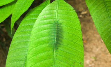 Common Gaudy Baron Kelebeği 'nin Tırtılları (Euthalia Lubentina) yeşil mango yaprakları üzerinde kamuflaj. Yeşil yapraklar üzerinde yeşil tırtıllar kamufle oluyor.
