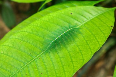 Caterpillars of the Common Gaudy Baron butterfly (Euthalia lubentina) camouflage on green mango leaves. Green caterpillars camouflage on green leaves