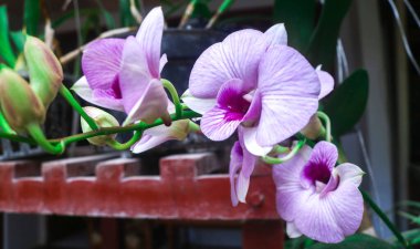 Larat Orkidesi, Dendrobium Bigibbum 'un büyük mor çiçekleri vardır.