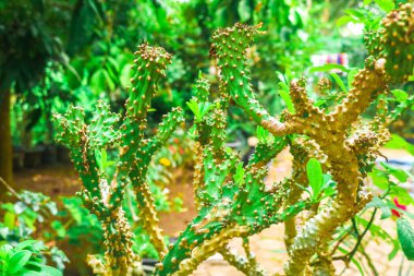 Bulanık arka planı olan yapraklı kaktüs türü Opuntia monacantha.