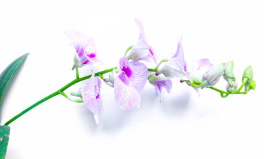 Larat Orchid orchid, Dendrobium Bigibbum has large purple flowers isolated on white background clipart