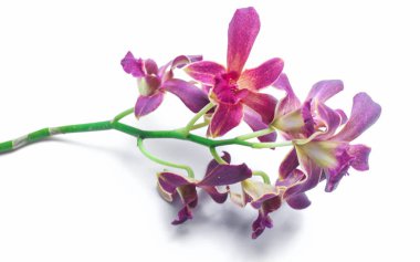 Güzel Kırmızı Dendrobium orkide çiçeği duvar kağıdı için beyaz arkaplanda izole edilmiş.